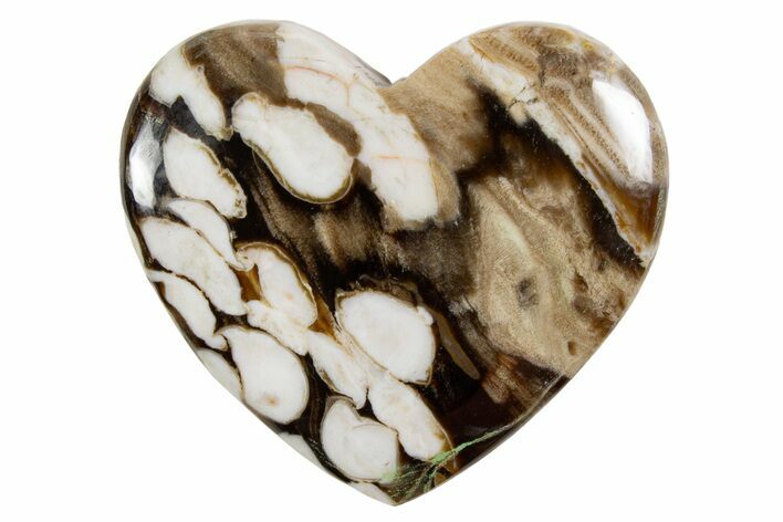 Polished Petrified Peanut Wood Heart - Australia #341913